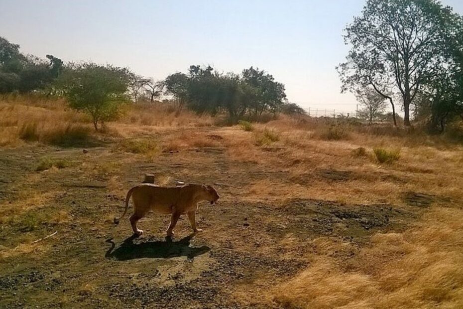 Gir National Park