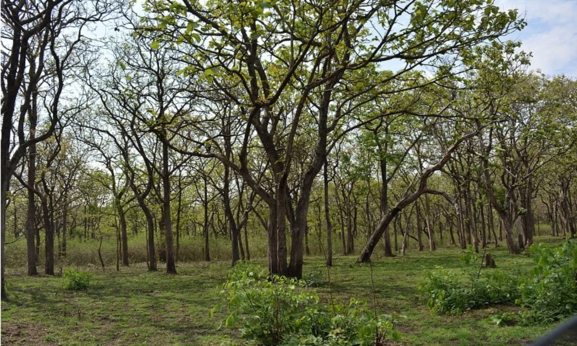 Best Hotels In Bandipur Feature Image