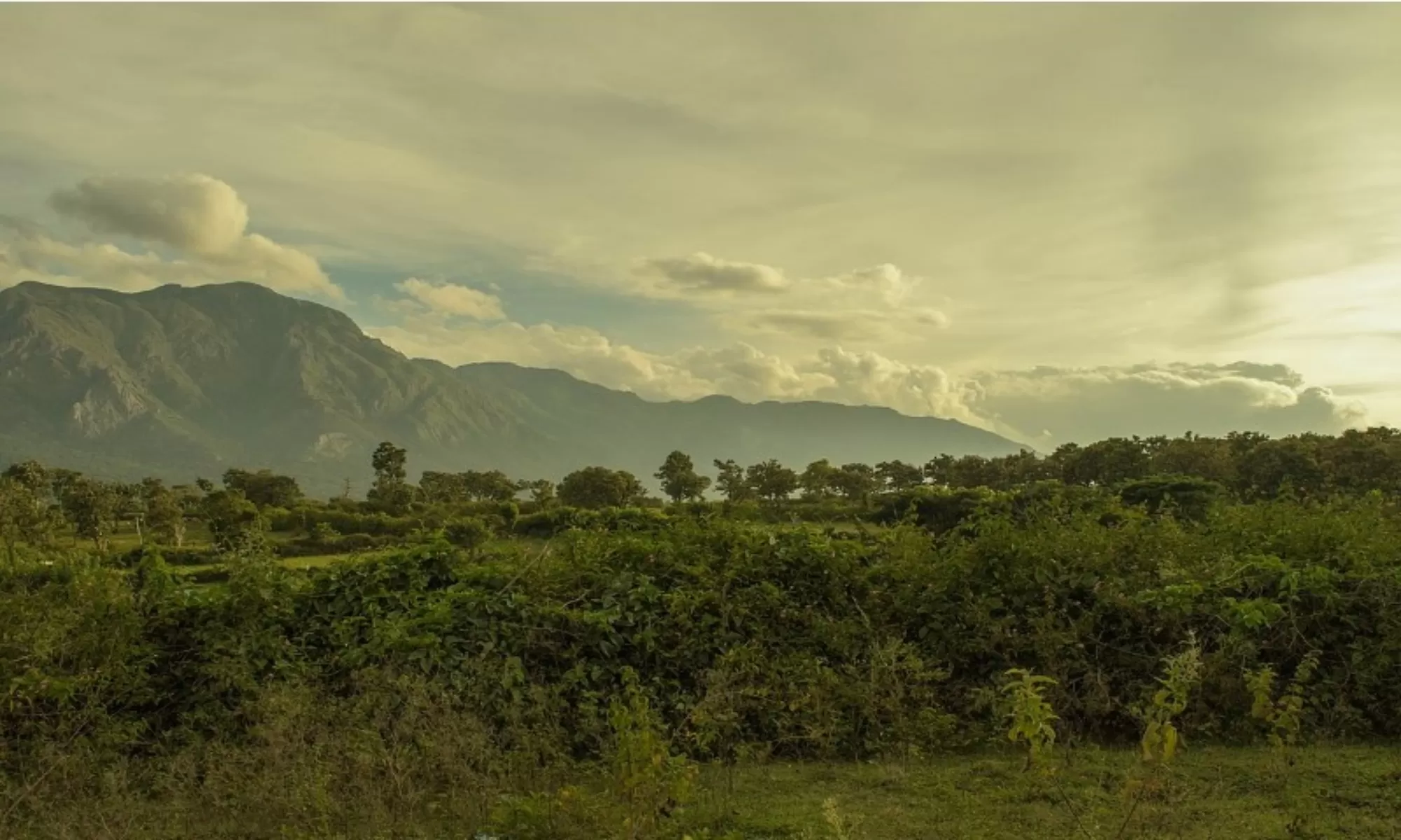 Best Hotels In Masinagudi Feature Image