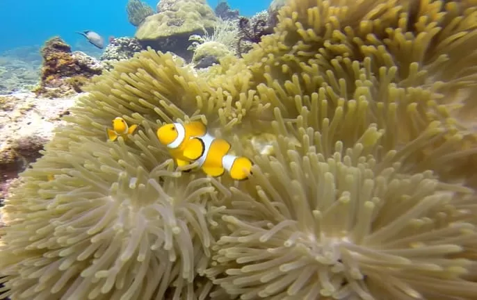 FInding Nemo 2 E1466606228156 1