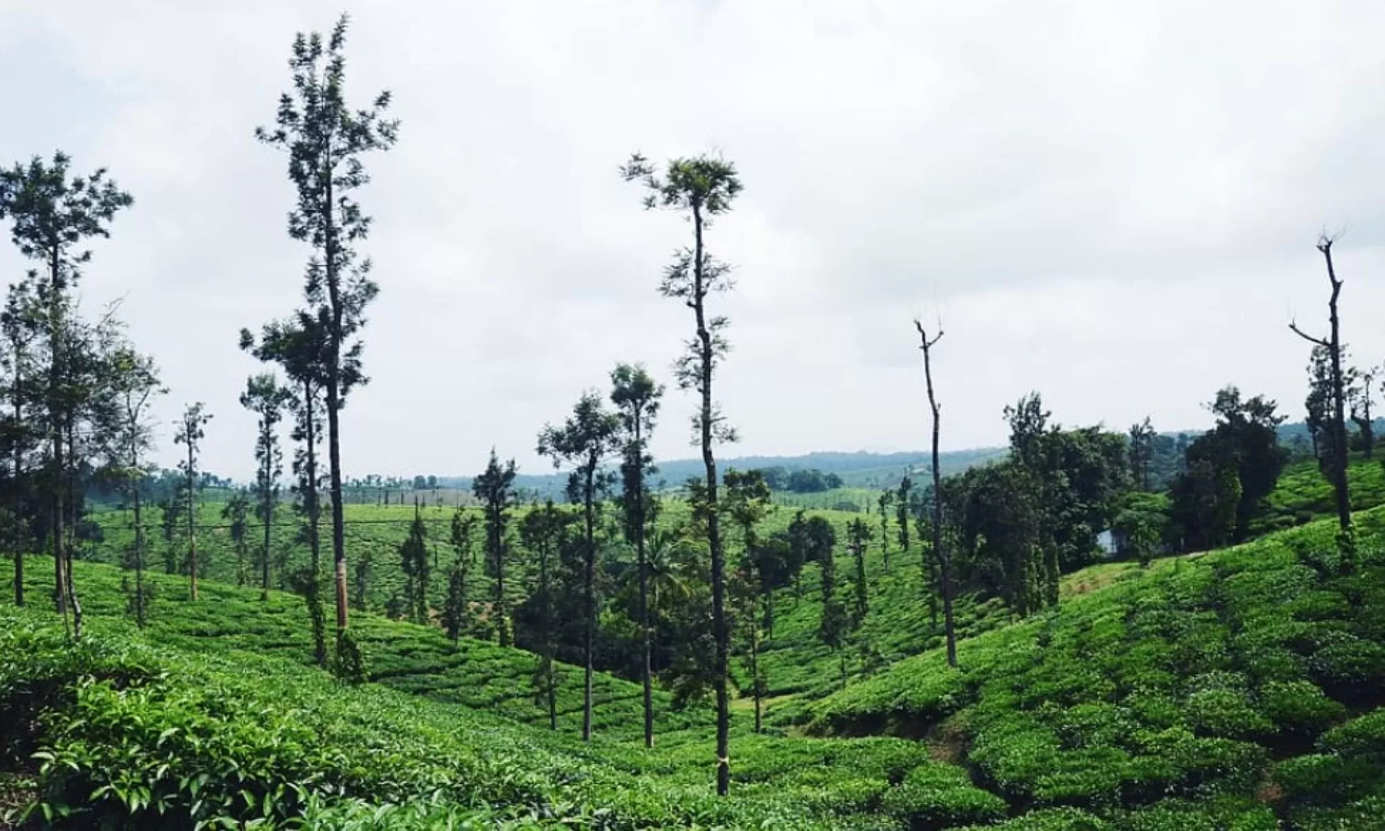 Top 12 Places To Visit Near Coorg Feature Image