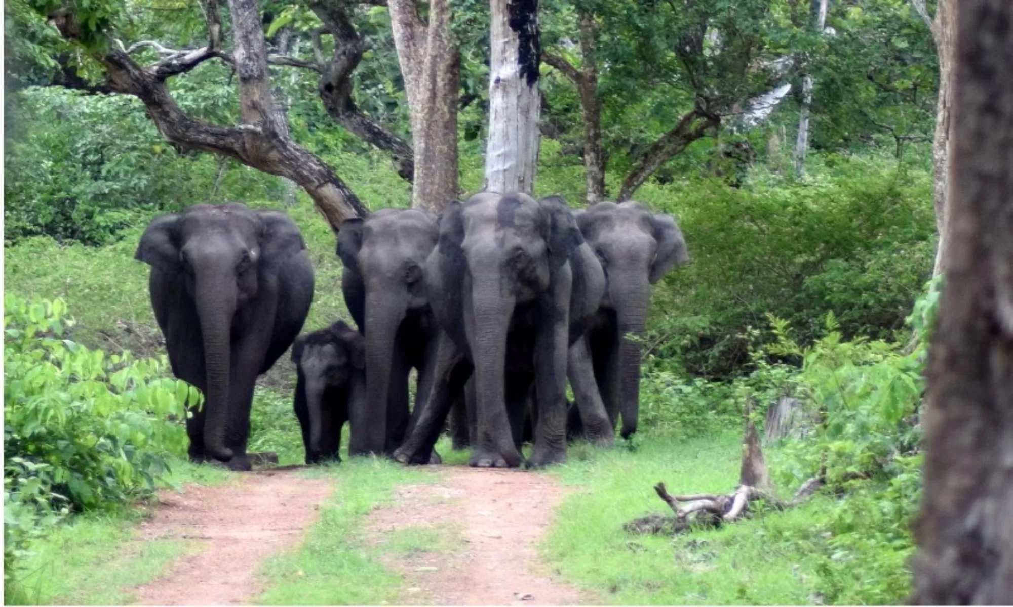 Top 15 Things To Do In Bandipur Feature Image