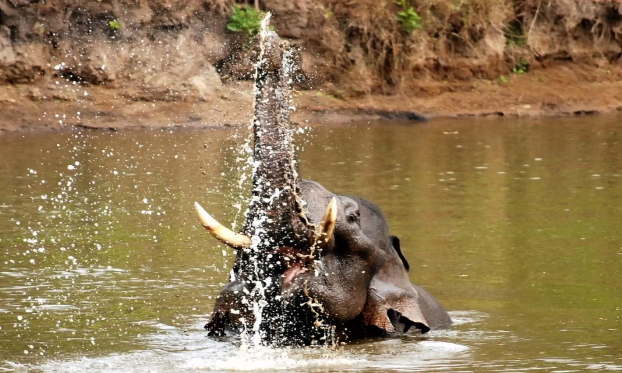 Top 15 Things To Do In Nagarhole Feature Image