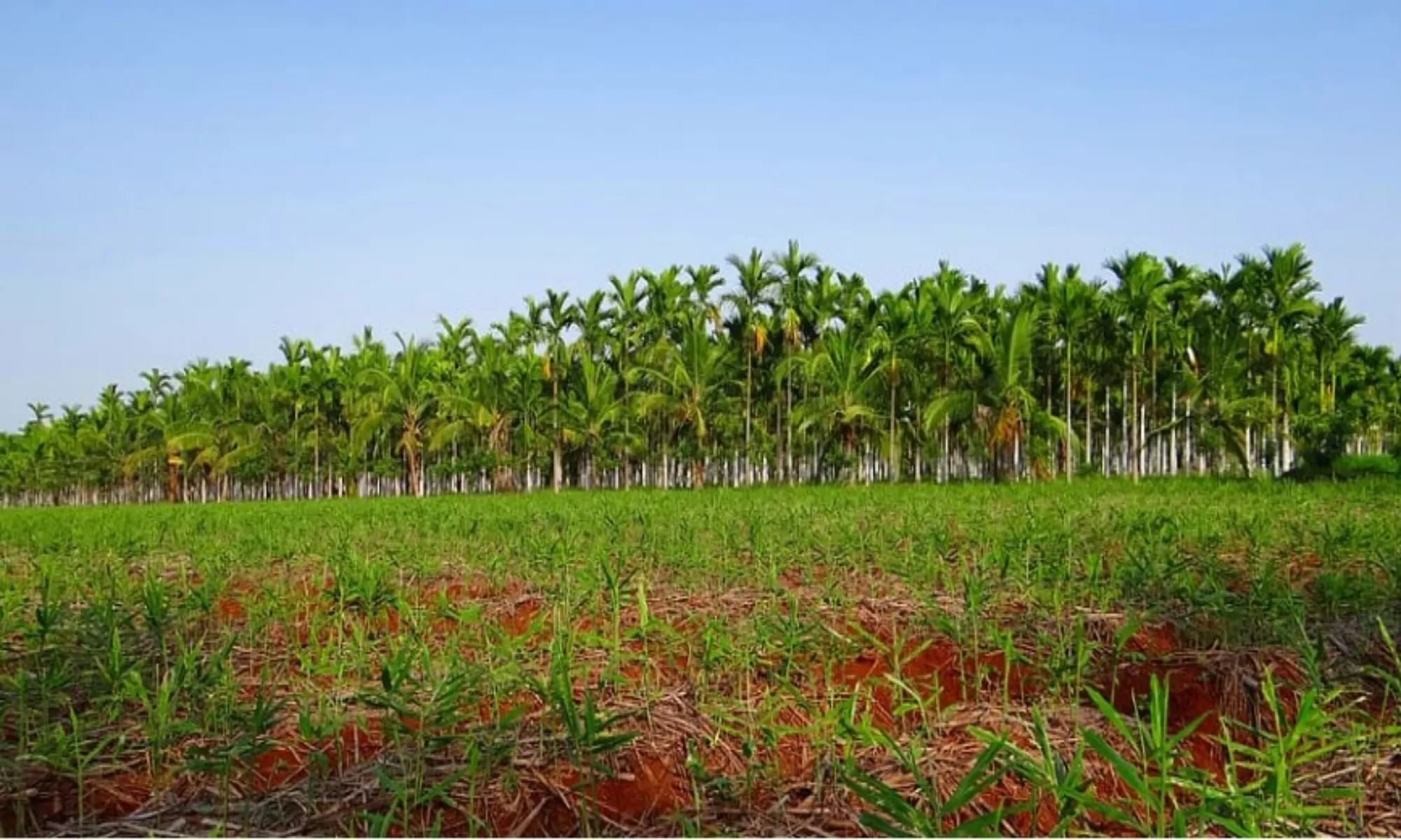 Top 15 Things To Do In Shimoga Feature Image