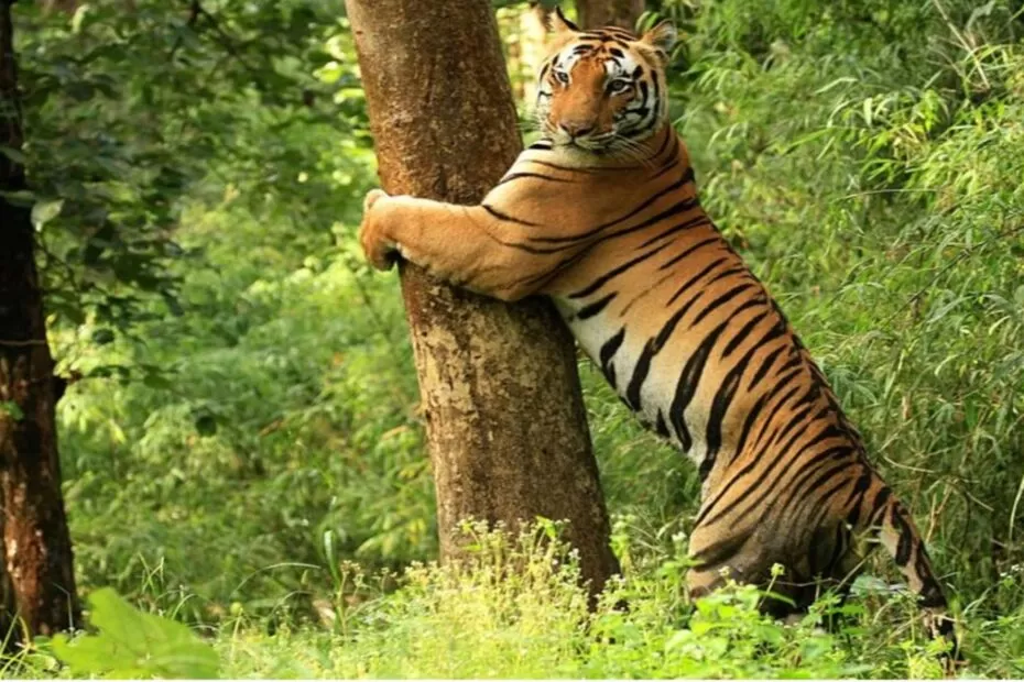 1. Kanha National Park Feature Image