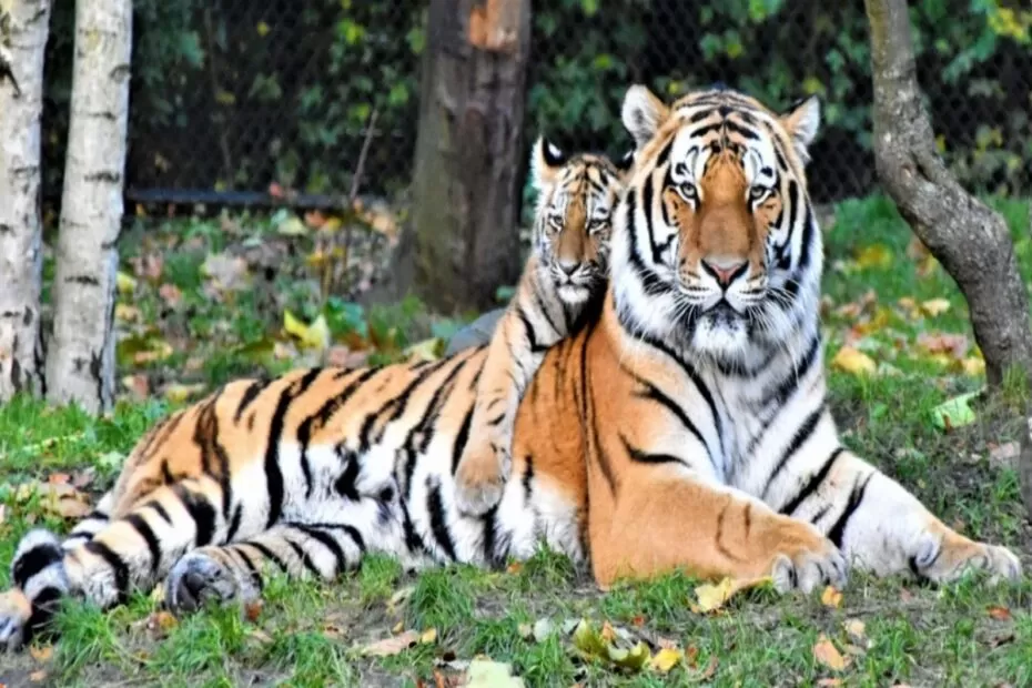 4. Bandipur National Park